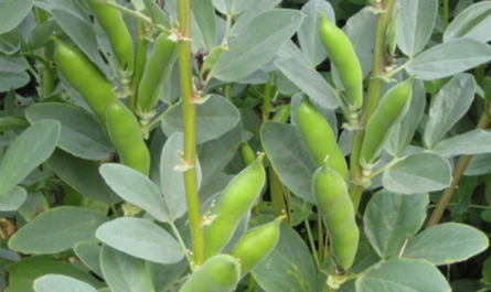 Plant Growth Regulators